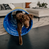 RiteChoice Dog Tunnel - Yellow w/ Black Wear Strip
