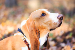Pumpkin-Spice Up your Dog Agility Training this Fall