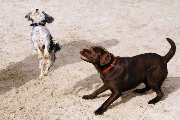 Tips for Finding a Good Doggie Daycare